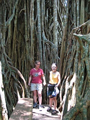 014 Cathedral Fig Tree